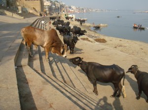 Varanasi 3